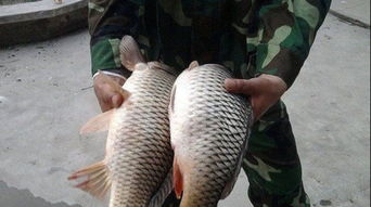 大连冰峪沟农家饭庄预订攻略 品味地道水产品，尽享山水田园之乐